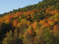 Gorgeous Autumn Forest with Brillian Orange, Yellow and Red Colours and Bright Blue Sky