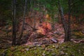 Gorgeous autumn forest in Mogollon rim, Payson , Arizona