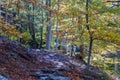 Gorgeous autumn landscape panorama of a scenic forest Royalty Free Stock Photo