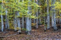 Gorgeous autumn landscape panorama of a scenic forest Royalty Free Stock Photo