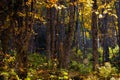 Gorgeous autumn landscape panorama of a scenic forest with lots of warm sunshine Royalty Free Stock Photo