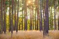 Gorgeous autumn landscape panorama of a scenic forest with lots of warm sunshine Warm summer scenery in a forest. Royalty Free Stock Photo