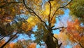 Gorgeous autumn scene of a forest canopy