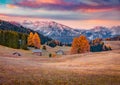 Gorgeous autumn sunrise on Alpe di Siusi mountain plateau with beautiful yellow larch trees and wooden chaslets. Royalty Free Stock Photo