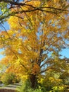 A gorgeous autumn tree  by thewater Royalty Free Stock Photo