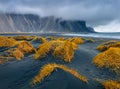 Gorgeous autumn  view of black sand dunes with yellow grass on top. Gloomy morning view of Stokksnes cape with Vestrahorn Batman Royalty Free Stock Photo