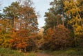 Gorgeous autumnal trail in Fischbeker Heide during daylight Royalty Free Stock Photo