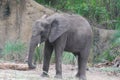 Adorable Baby Elephant Roaming in the Wilds Royalty Free Stock Photo