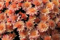 Gorgeous background of Fall mums in the color of peach and pink