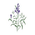 Gorgeous Baikal skullcap flowers and leaves hand drawn on white background. Beautiful flowering plant, herb used in