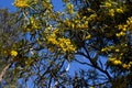 Fragrant flowers of Western Australian yellow wattle in spring. Royalty Free Stock Photo