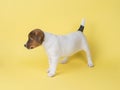 Gorgeous beautiful jack russell terrier dog on a yellow background