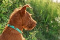 Gorgeous beautiful purebred young serious obedient hunting dog puppy Irish Terrier breed sits on the nature outdoors in Royalty Free Stock Photo