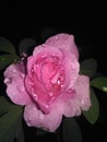 Gorgeous beauty pink rose