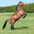 Gorgeous big brown horse prancing