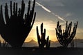 GORGEOUS BIG SAGUAROS AND SUNSET