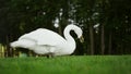 Gorgeous bird feeding on sunny day in park. Tranquil swan walking outdoors