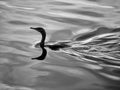 Gorgeous Bird Swimming around the lake