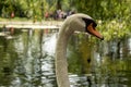 Gorgeous bird. white swan.