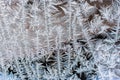 a gorgeous, bizarre frosty pattern on glass, in twigs. horizontal photo, close-up, soft, selective focus.