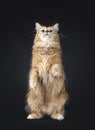 Norwegian Forestcat on black background Royalty Free Stock Photo