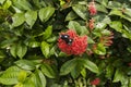 Gorgeous black butterfly on red flower of green plant. Royalty Free Stock Photo