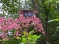 Gorgeous Black Butterfly Taking Flight