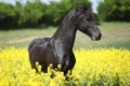 Gorgeous black friesian horse in colza field Royalty Free Stock Photo