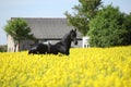 Gorgeous black friesian horse in colza field Royalty Free Stock Photo