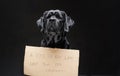 Black retriever dog with the sign on it in dark background