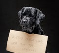 Black retriever dog with the sign on it in dark background