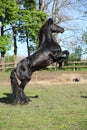 Gorgeous black stallion prancing