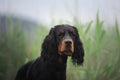 Gorgeous Black and tan setter gordon dog sitting in the field in summer Royalty Free Stock Photo
