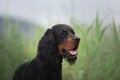 Gorgeous Black and tan setter gordon dog sitting in the field in summer Royalty Free Stock Photo