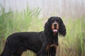 Gorgeous Black and tan setter gordon dog standing in the grass in summer Royalty Free Stock Photo