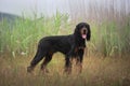 Gorgeous Black and tan setter gordon dog standing in the grass in summer Royalty Free Stock Photo