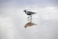 Gorgeous Black-and-White Bird Runs Through the Ocean Water Royalty Free Stock Photo
