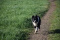 Gorgeous Black and White Border Collie Retrieving a Stick