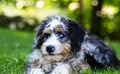 Gorgeous black and white dog with unique multicolored eyes lounging in a lush green grassy area