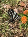 Gorgeous Black White and Red Zebra Swallowtail Butterfly on Bright Orange Butterfly Wilkweed- Royalty Free Stock Photo