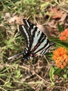 Gorgeous Black White and Red Zebra Swallowtail Butterfly on Bright Orange Butterfly Wilkweed- Royalty Free Stock Photo