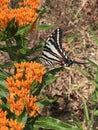 Gorgeous Black White and Red Zebra Swallowtail Butterfly on Bright Orange Butterfly Wilkweed- Royalty Free Stock Photo