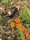 Gorgeous Black White and Red Zebra Swallowtail Butterfly on Bright Orange Butterfly Wilkweed- Royalty Free Stock Photo