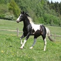 Gorgeous black and white stallion of paint horse running Royalty Free Stock Photo