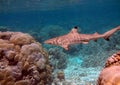 Gorgeous blacktip reef shark between two coral rocks in sun-drenched Indian Ocean Royalty Free Stock Photo