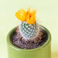 Gorgeous blooming with flowers cactus in pot at green smooth background