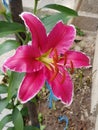 Gorgeous blooming pink lilium bulbiferum