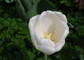 Gorgeous Blooming White Tulip Flower Blossom in Spring Royalty Free Stock Photo