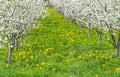 Gorgeous blooming young fruit trees in an orchard with yellow flowers on a green meadow