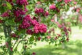 Gorgeous blossom of Midland hawthorn `Paul`s Scarlet